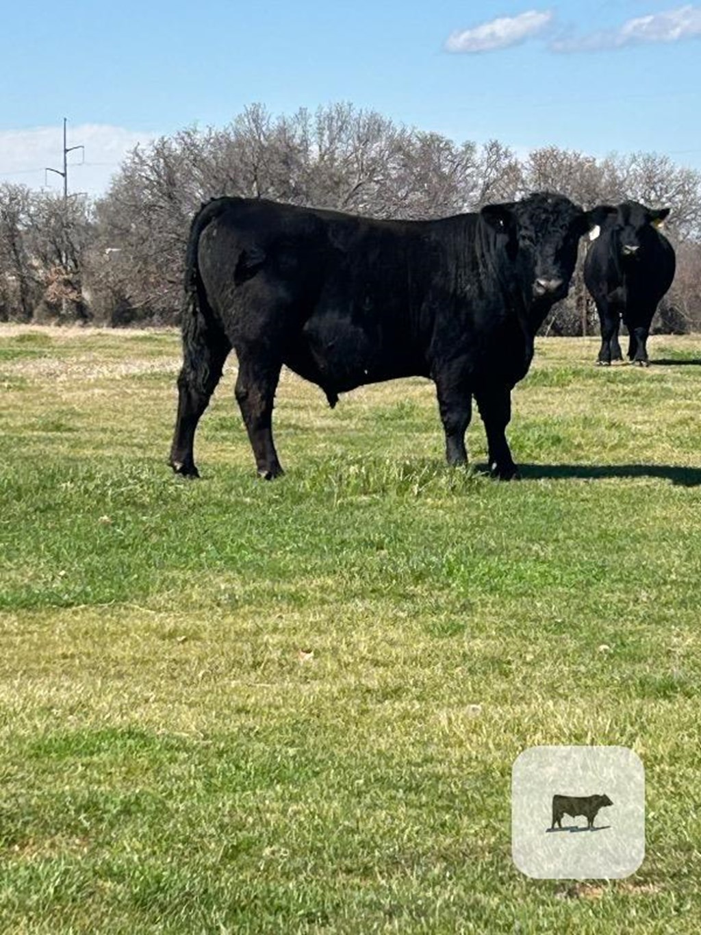 Cattle Range Listing Photo