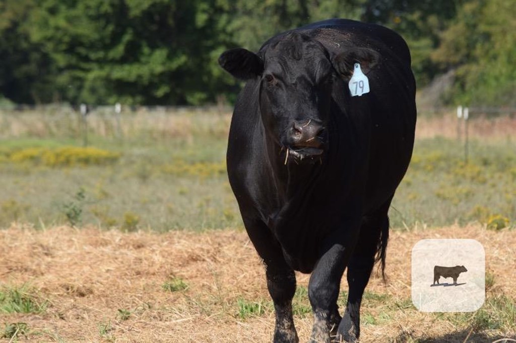 Cattle Range Listing Photo