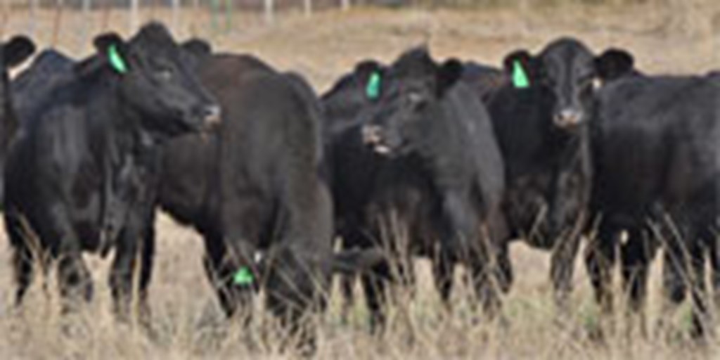 19 Angus Plus Bred Heifers... Central TX