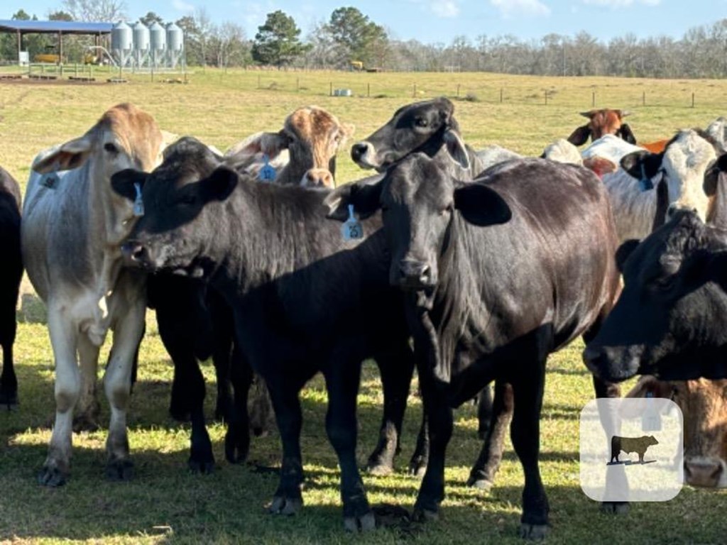 Cattle Range Listing Photo