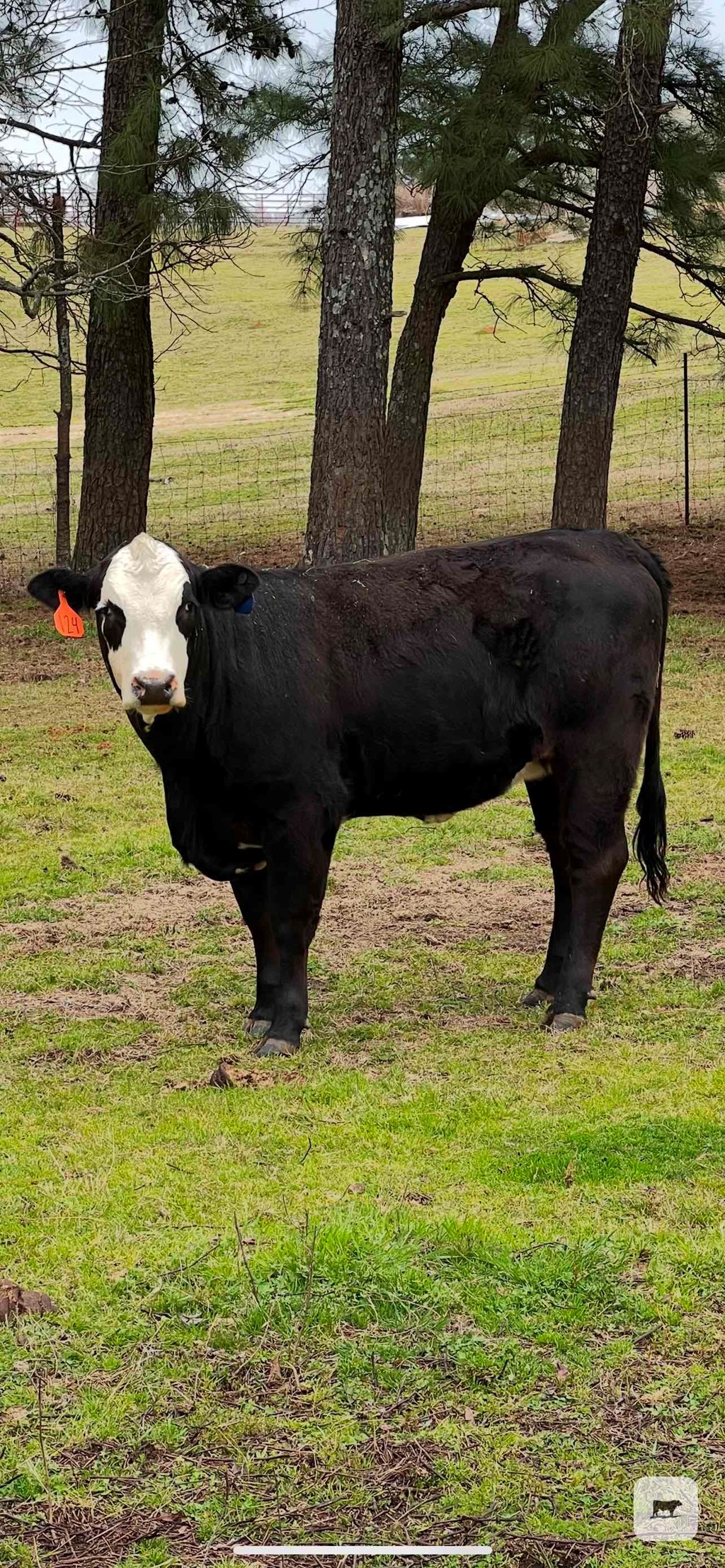 Cattle Range Listing Photo