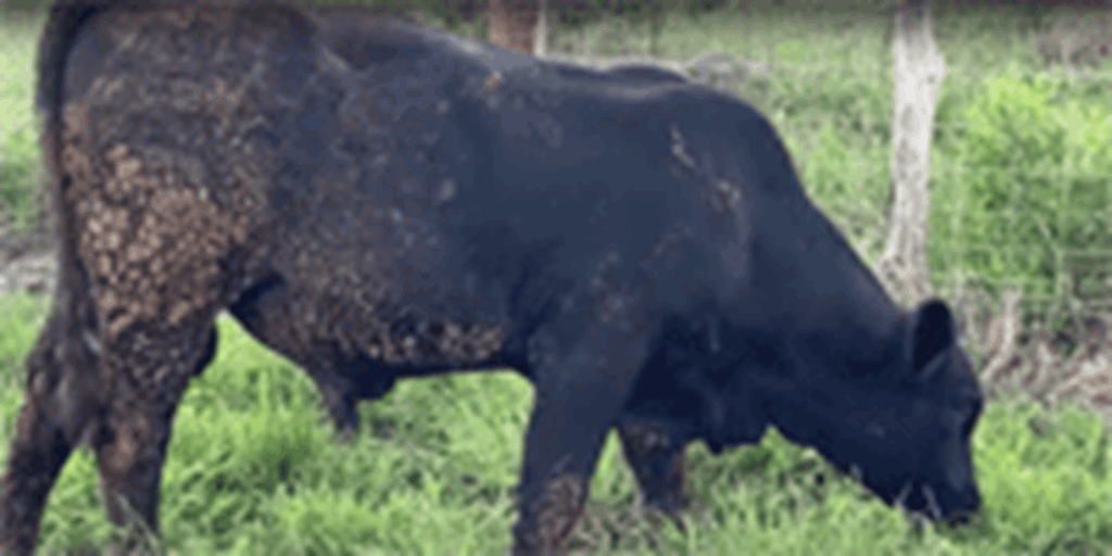 1 Brangus Bull Calf... Southeast TX