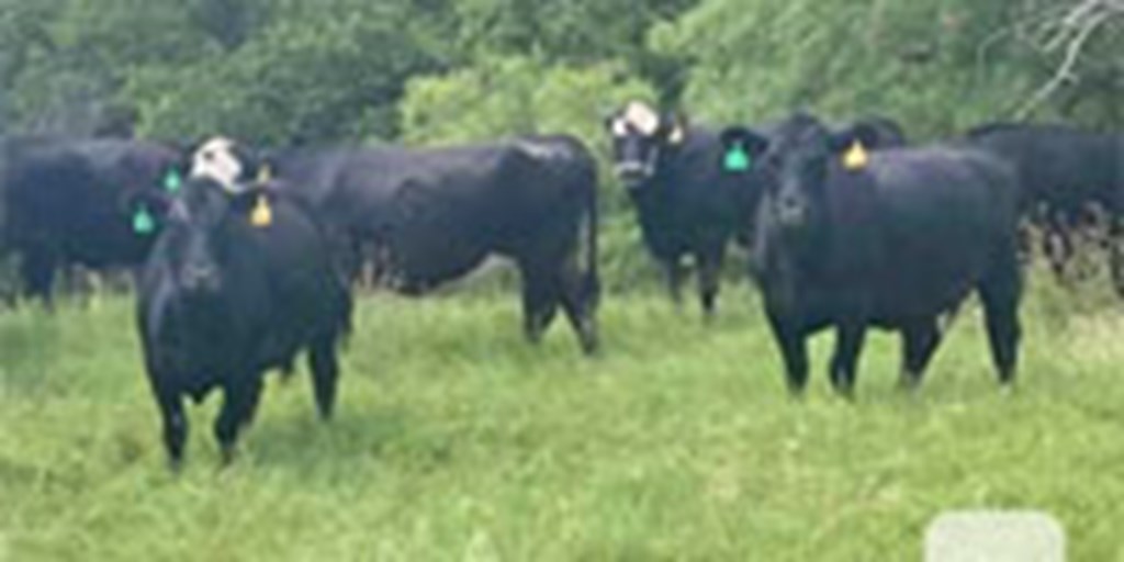 40 Angus & BWF Cows... N. Central TX