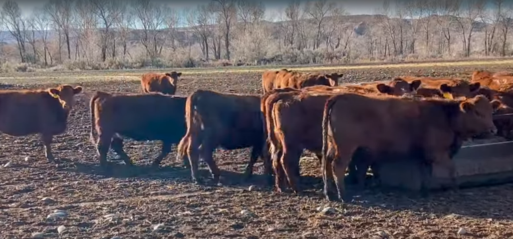 59 Red Angus Bred Heifers... N. Central WY