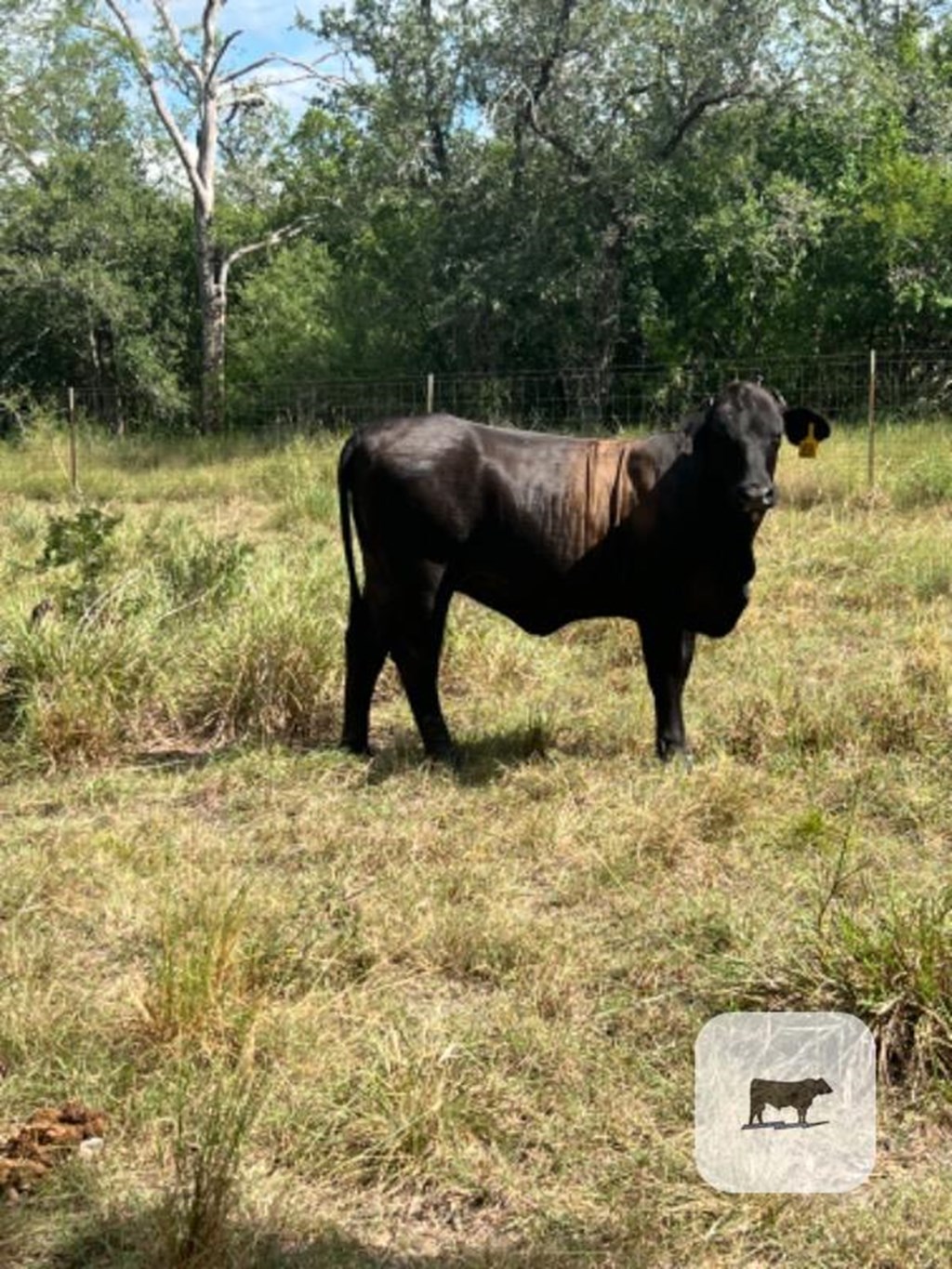 Cattle Range Listing Photo