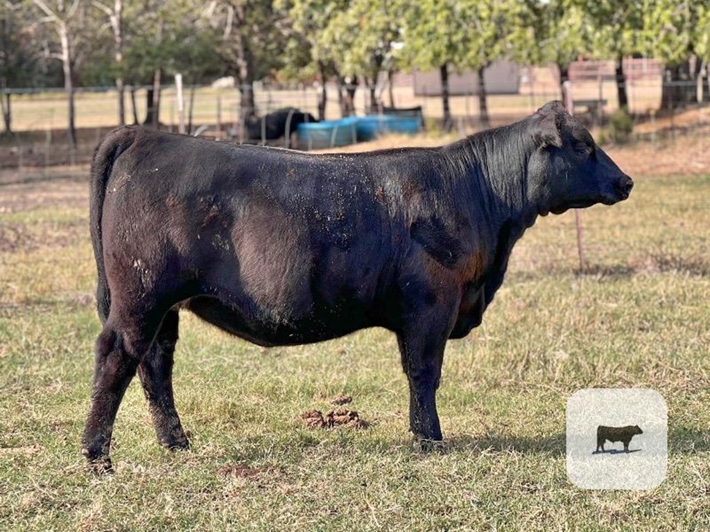 Cattle Range Listing Photo