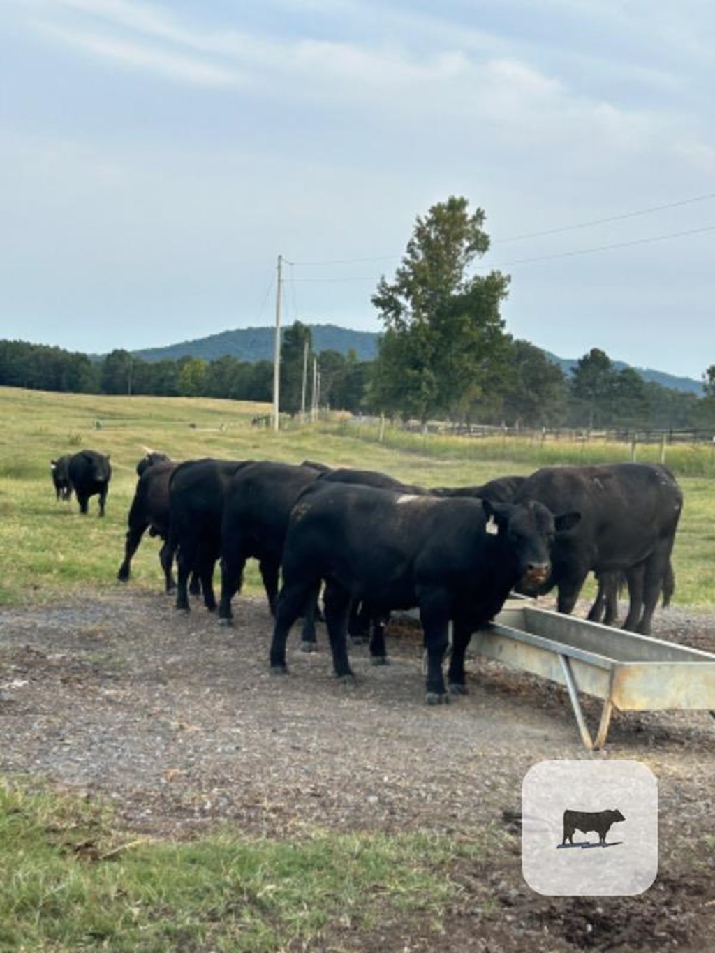 Cattle Range Listing Photo