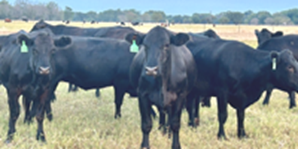 37 Angus Bred Heifers... Central TX