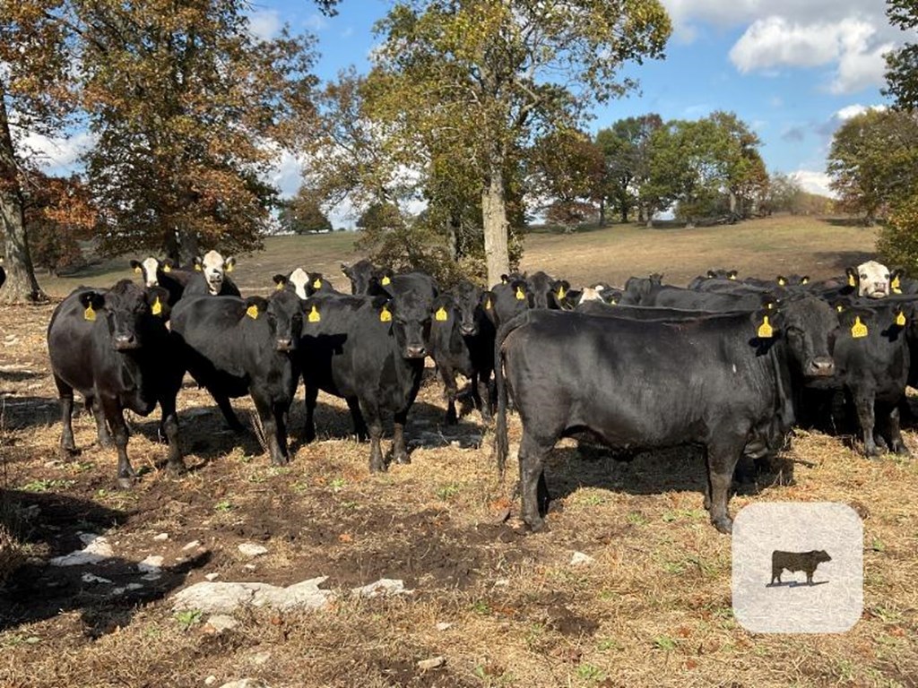 Cattle Range Listing Photo