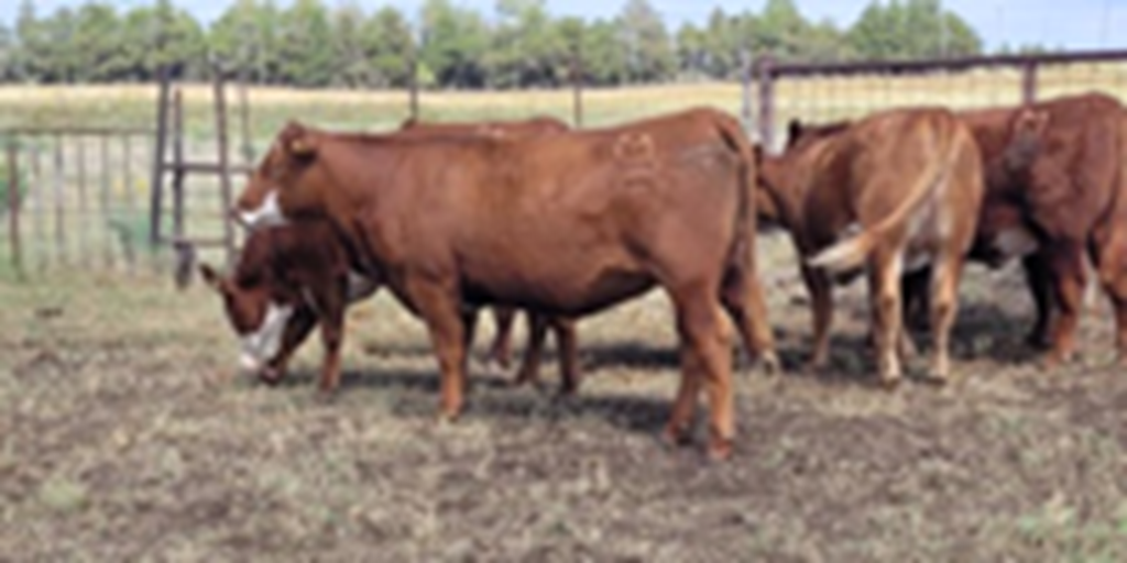 22 Red Angus & Red Baldy Bred Heifers... Central OK