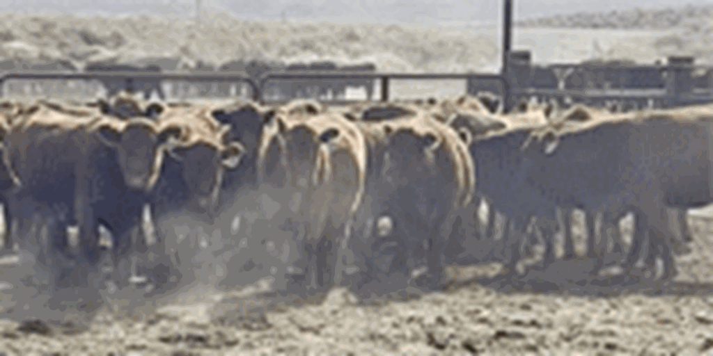 40 Red Angus Bred Heifers... Southwest UT