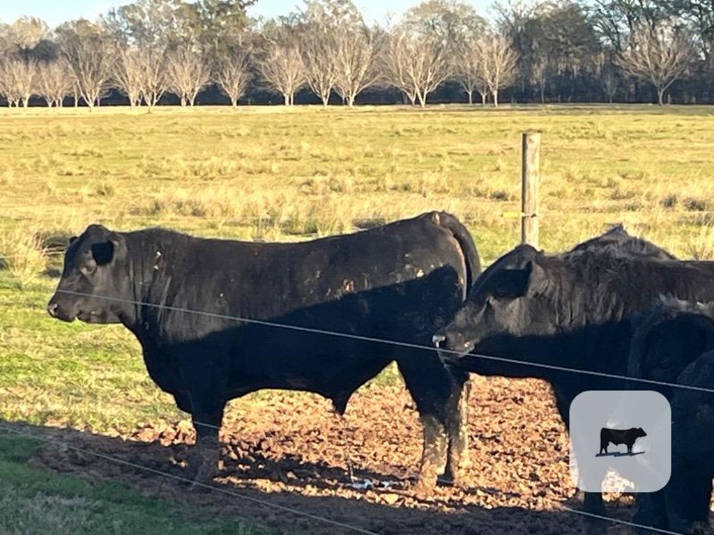 Cattle Range Listing Photo