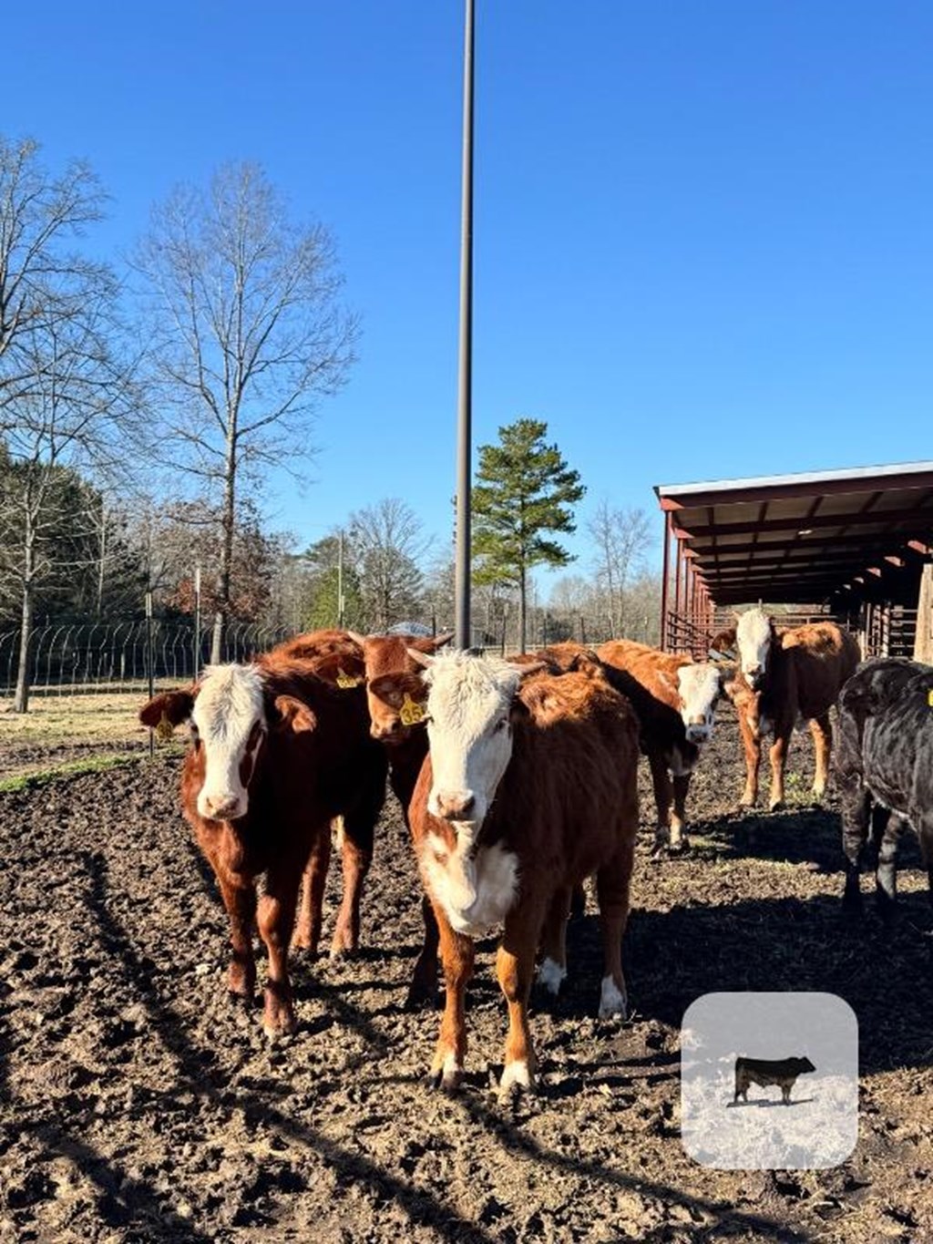 Cattle Range Listing Photo