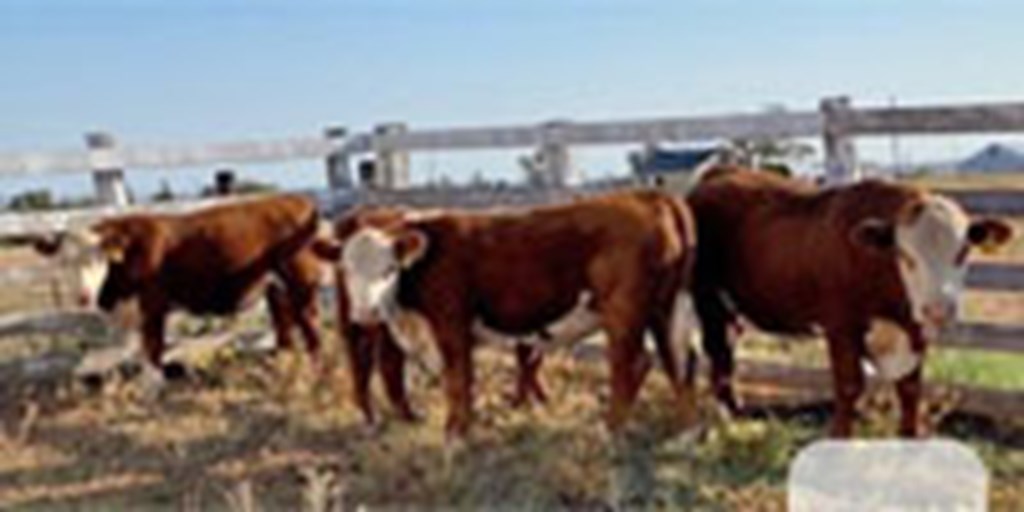 4 Reg. Polled Hereford Bulls... TX Panhandle