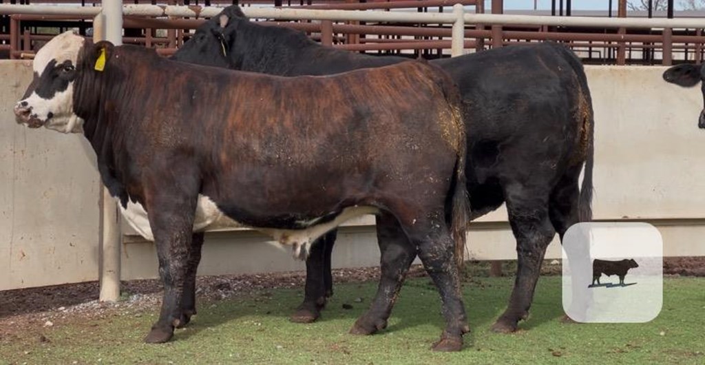 Cattle Range Listing Photo