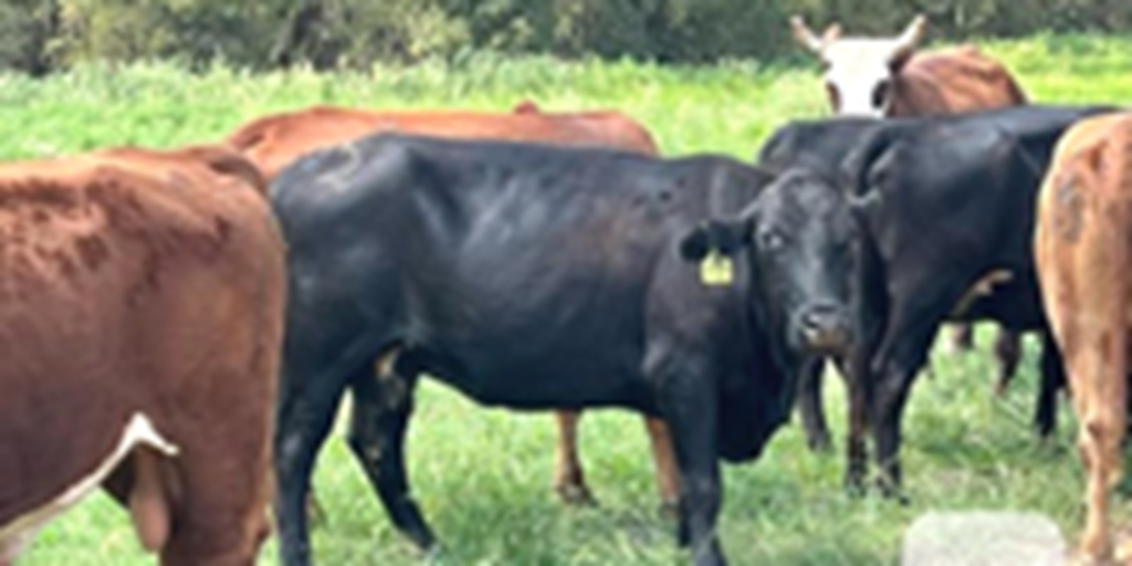 16 Black & Red Crossbred Cows... Central TX