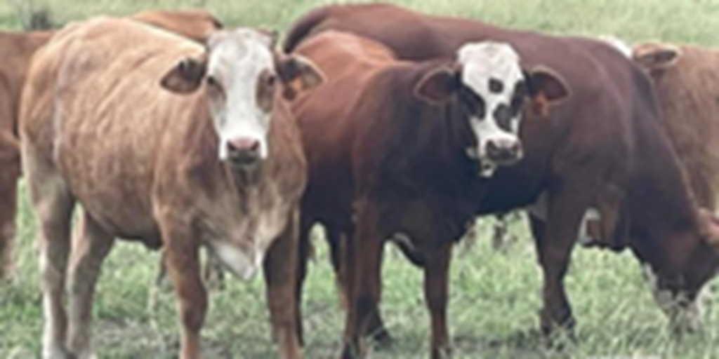 140	F1 Braford Cows w/ 60+ Calves... East TX