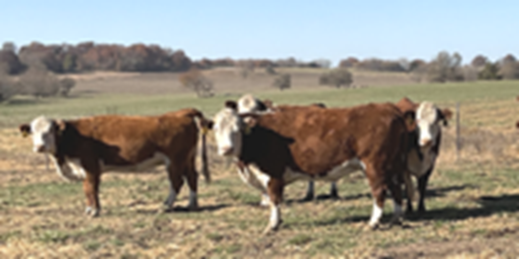 22 Hereford Cows... Southwest MO
