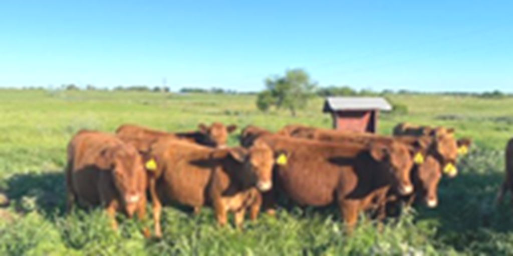 16 Red Angus Bred Heifers... S. Central TX