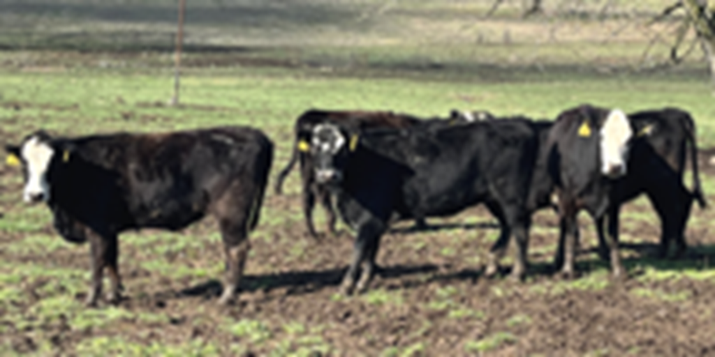 15 Angus & BWF Bred Heifers... Southwest MO (1)