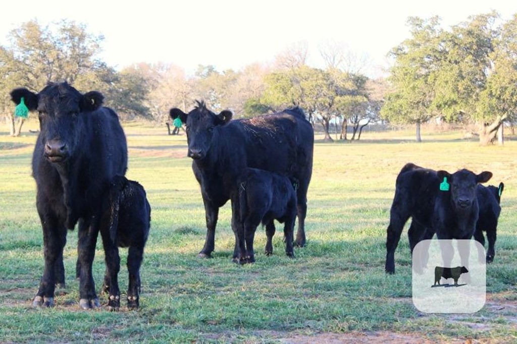 Cattle Range Listing Photo