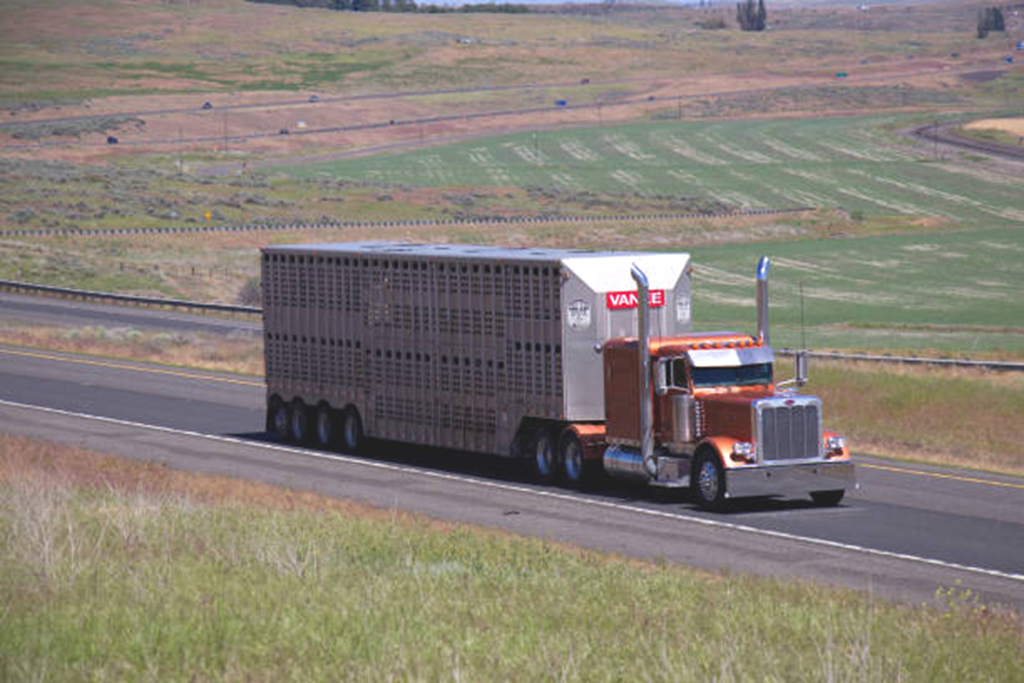 Zinc Supplementation prior to Transport can benefit Cattle Health & Performance