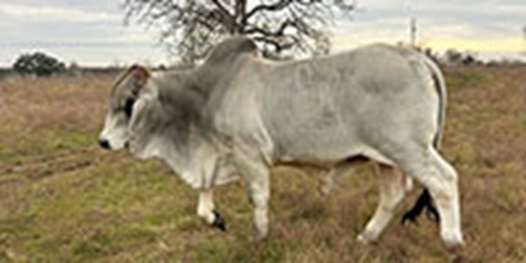 3 Reg. Brahman Bulls... S. Central TX