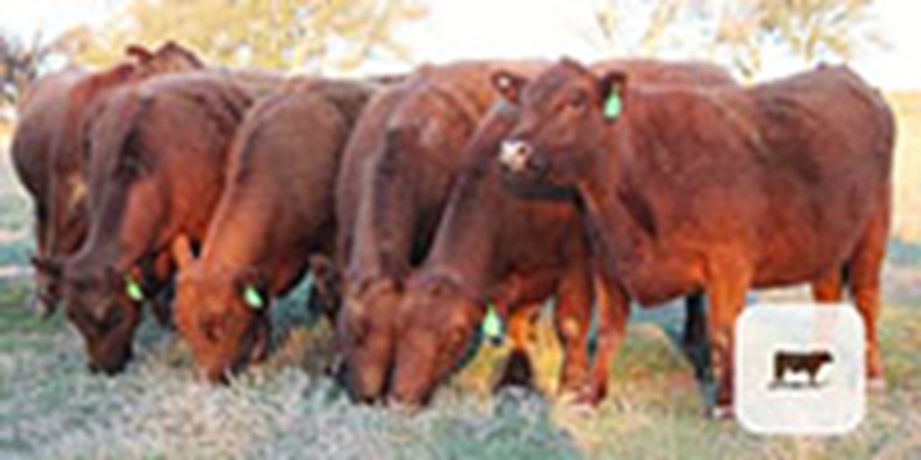 11 Red Angus Cows... Central TX