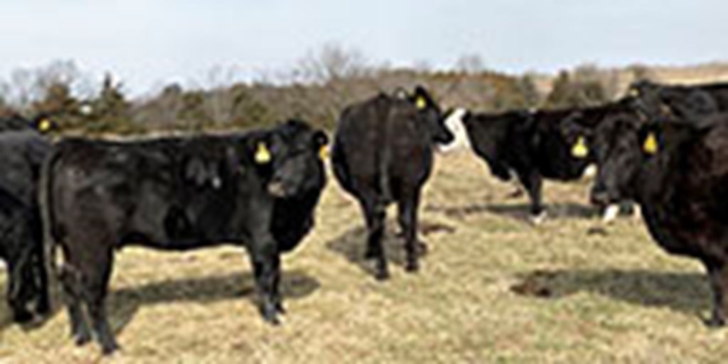 40 Angus & Black Baldy Cows... Southwest MO