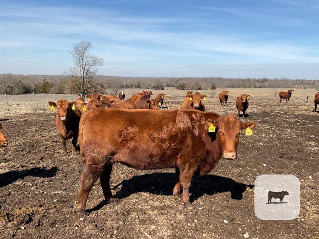 Cattle Range Listing Photo