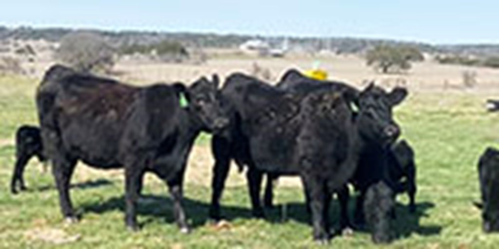 5 Angus 1st-Calf Pairs... Central TX