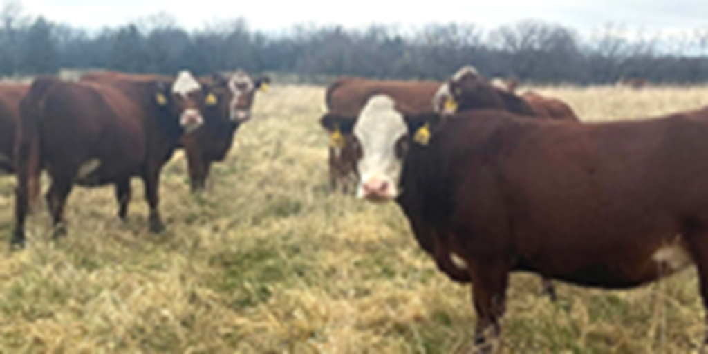 40 Red Angus & RWF Cows... Southwest MO
