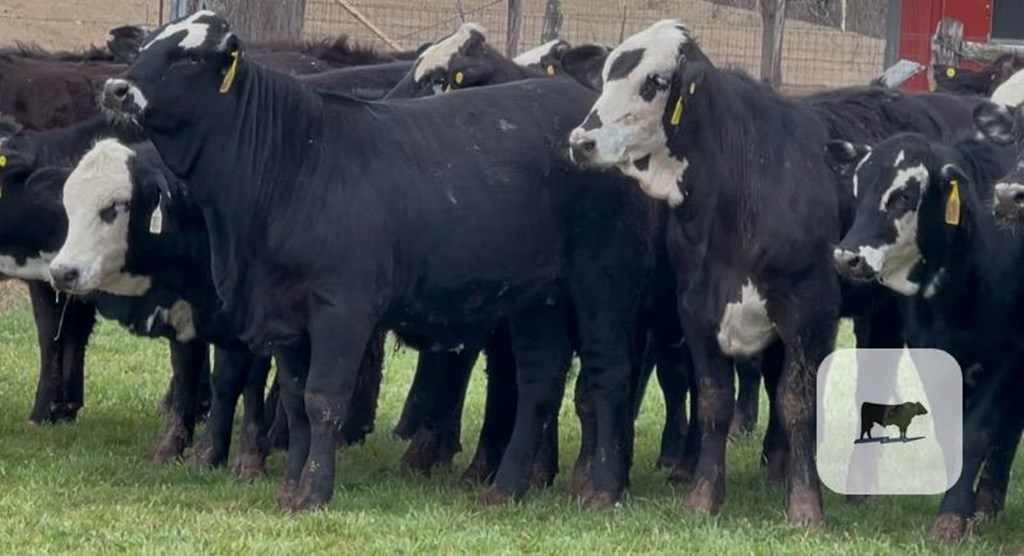 Cattle Range Listing Photo