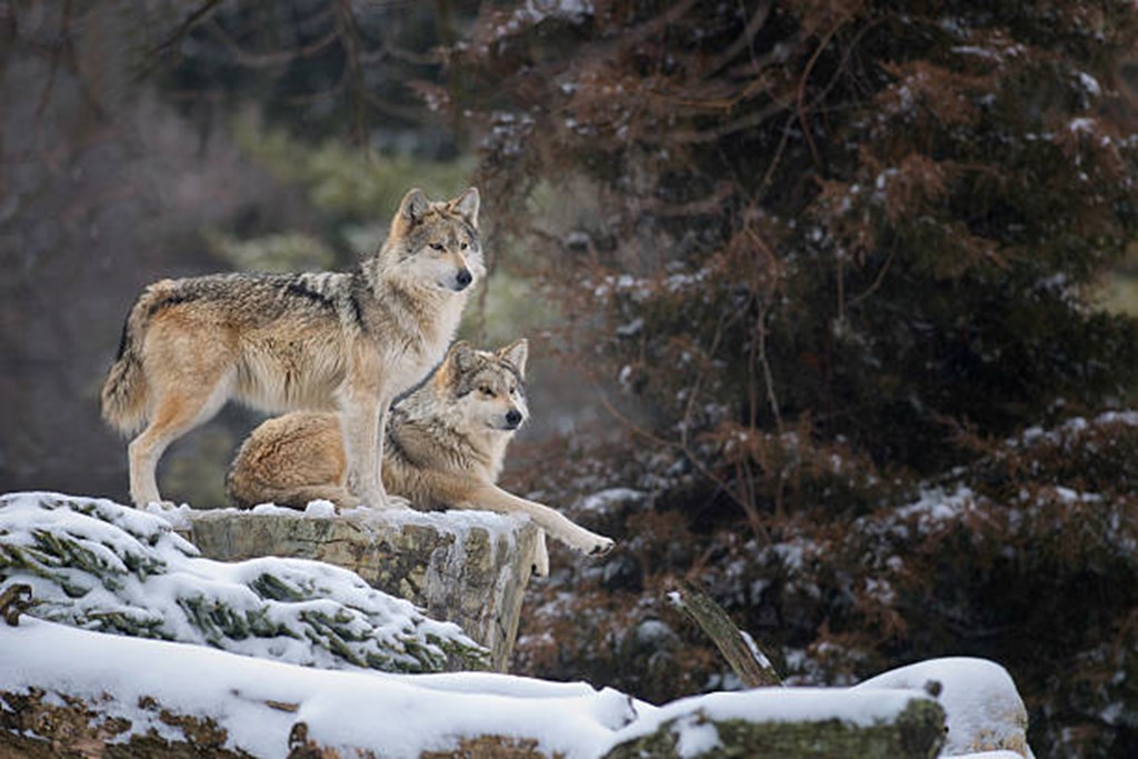 NM Lawmakers Propose Bill to reimburse Ranchers for Cattle Killed by Mexican Gray Wolves