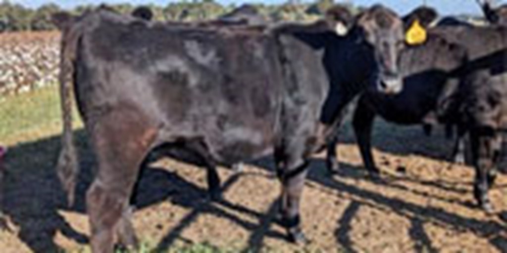 3 Angus Rep. Heifers... Central GA