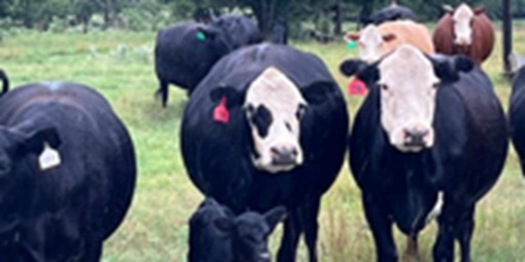 75 Angus & Angus Cross Cows w/ 13+ Calves... Northeast OK
