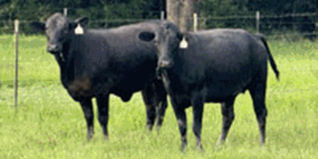 14 Brangus Bred Heifers... Northeast TX