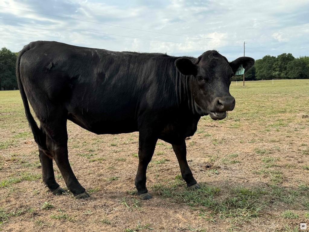 Cattle Range Listing Photo