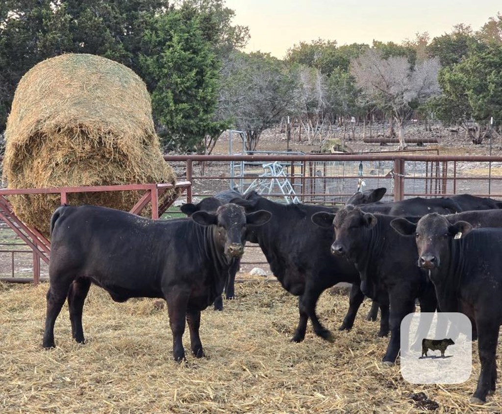 Cattle Range Listing Photo