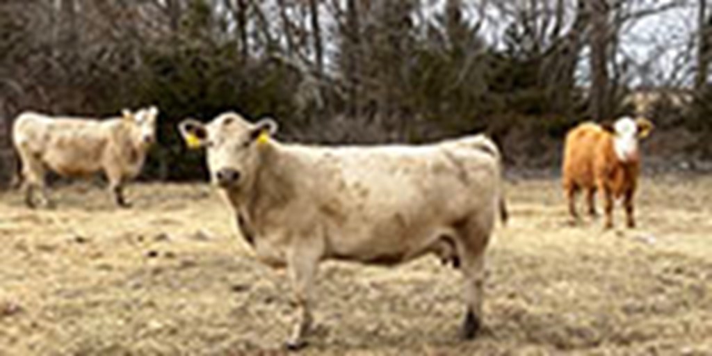 13 Charolais Cross Cows... Southwest MO