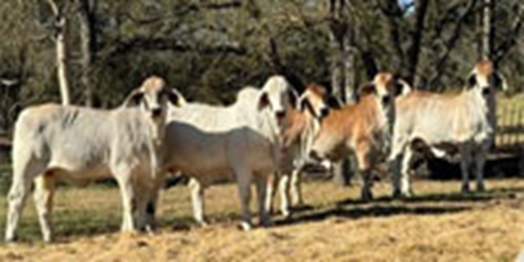 6 Reg. Brahman Rep. Heifers... Central TX