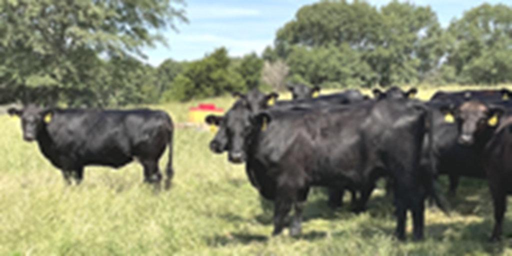 40 Angus & Black Baldy Cows... Southwest MO