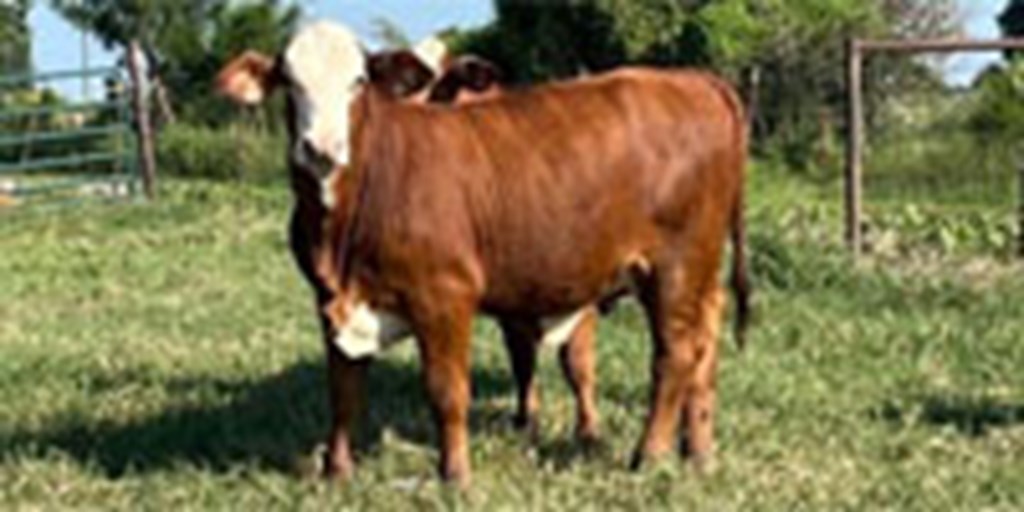 12 Reg. Golden Certified F-1 Braford Rep. Heifers... S. Central LA