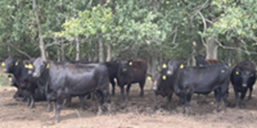 21 Angus Bred Heifers... Southwest MO