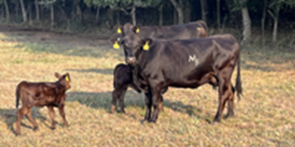 12 Angus, BWF, & Red Angus 1st-Calf Heifers w/ 4+ Calves... Southwest MO