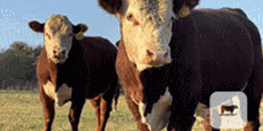 30 Reg. Polled Hereford Bulls... N Central TX