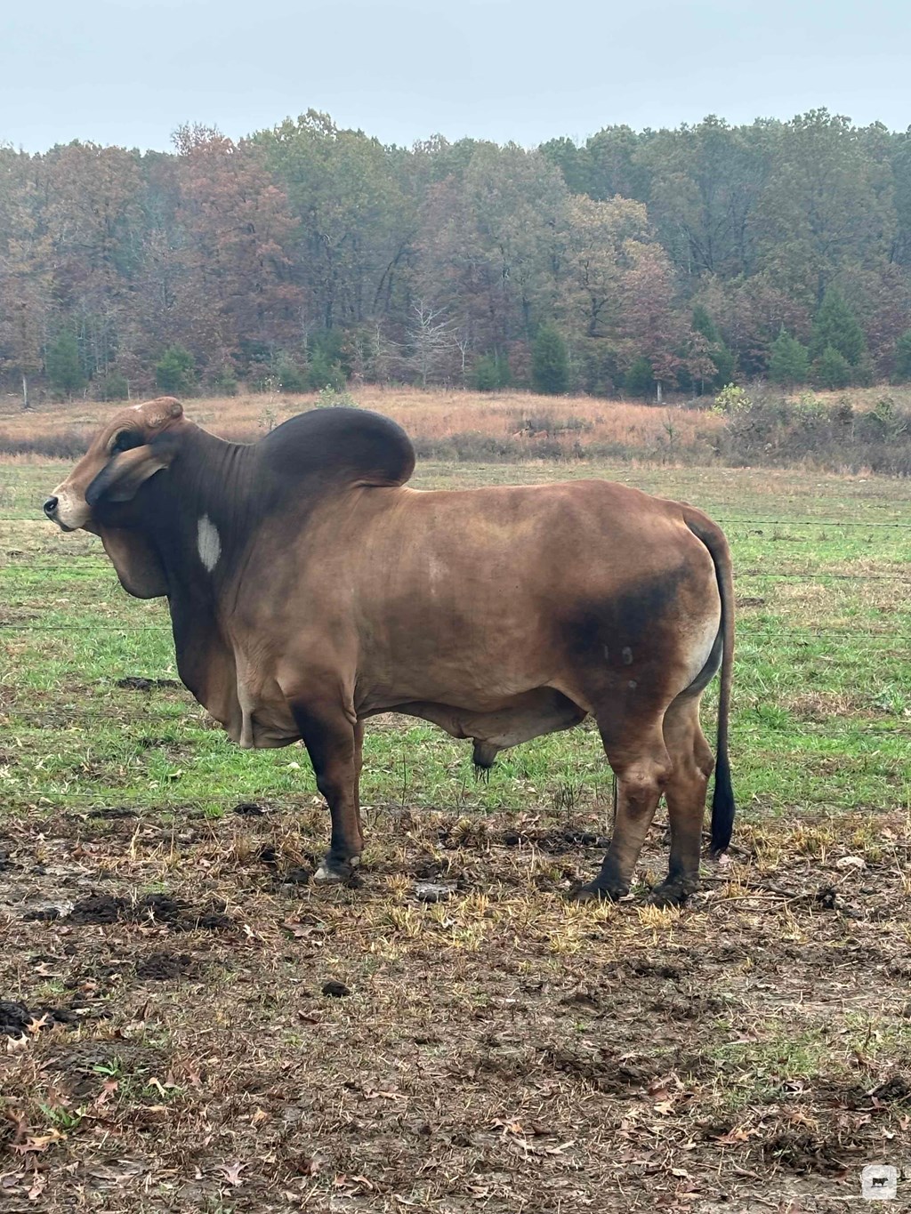 Cattle Range Listing Photo