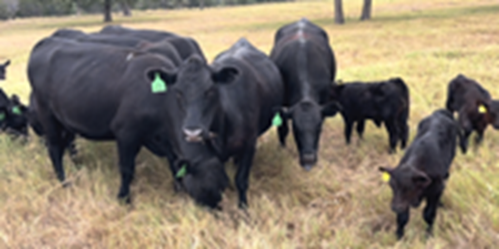 12 Angus 1st-Calf Pairs... Central TX