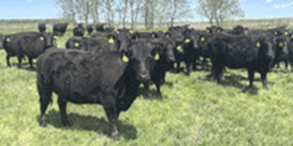 82 Angus & BWF Cows... Southwest MO