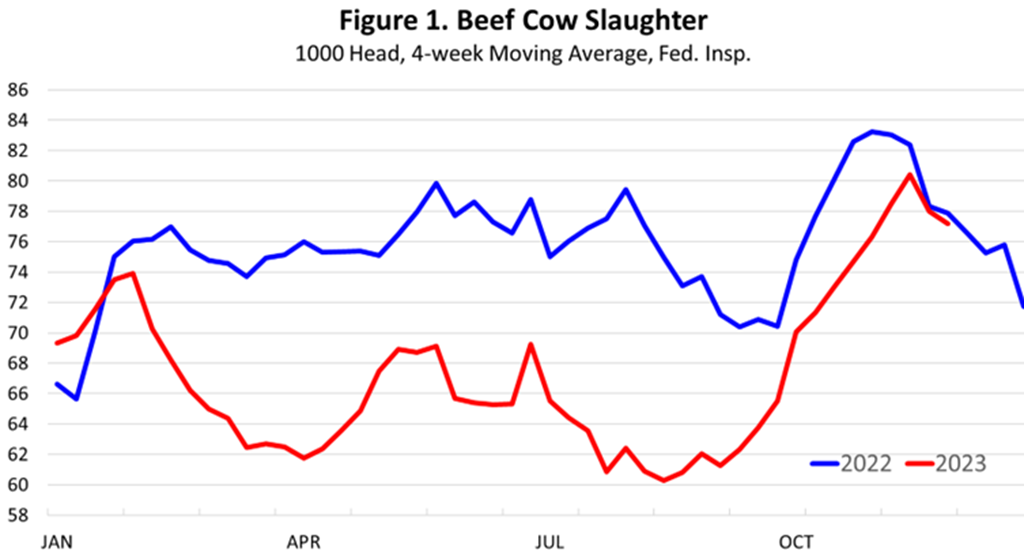 Beef Cow Slaughter and Herd Culling